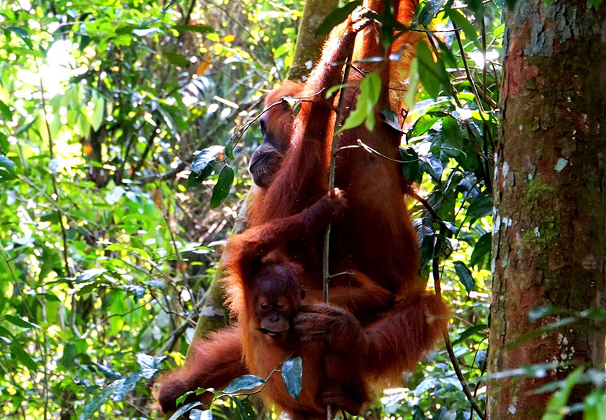 Taman Nasional Gunung Leuser Taman Nasional Gunung Leuser